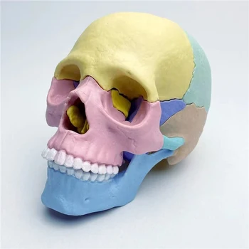 17 חלקים 4D אנטומיה Moodel בגודל בצבע גוף האדם בראש הגולגולת צעצוע הרכבה אוראלי הוראה רפואית שלד מודל